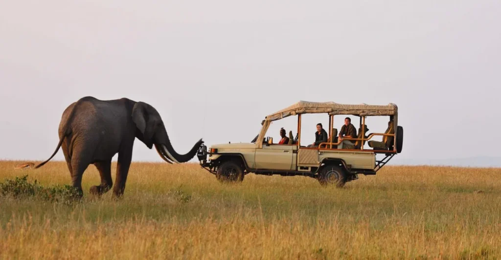  Safari Experience in Queen Elizabeth National Park