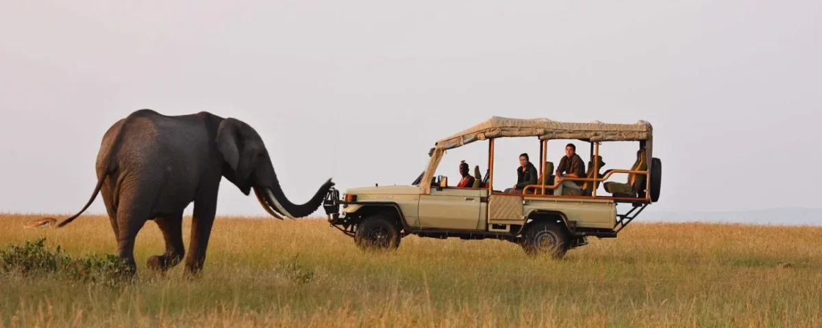  Safari Experience in Queen Elizabeth National Park