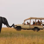 Safari Experience in Queen Elizabeth National Park