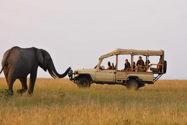  Safari Experience in Queen Elizabeth National Park