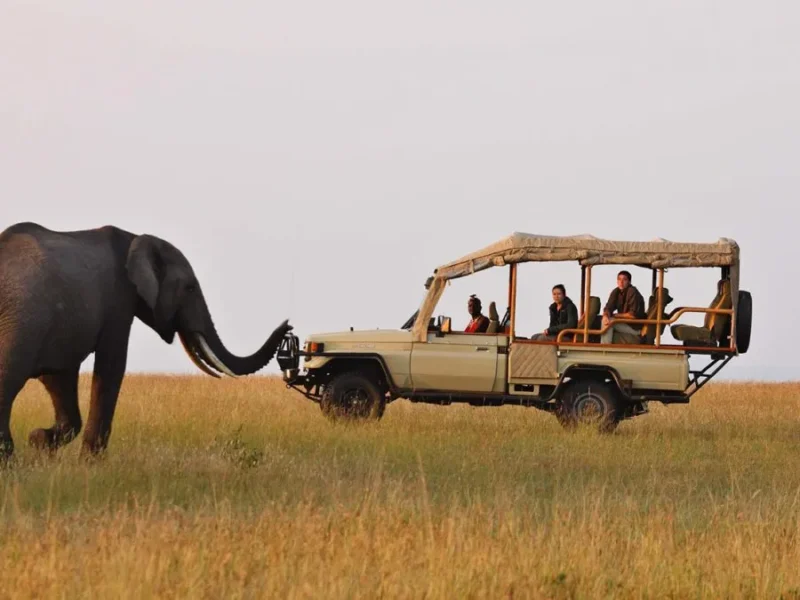  Safari Experience in Queen Elizabeth National Park