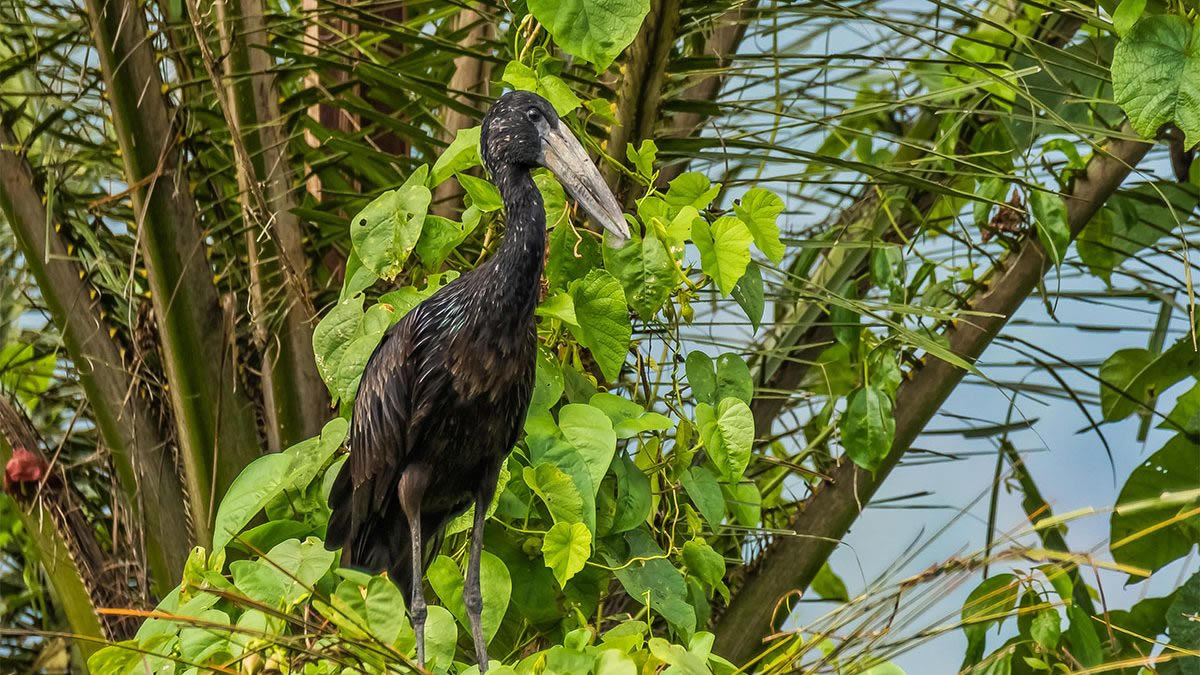 Gishwati-Mukura National Park