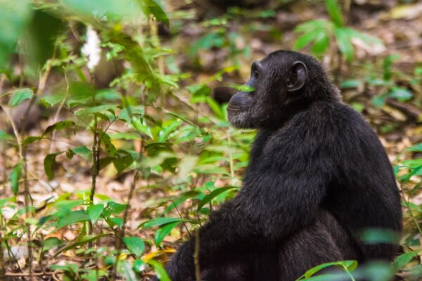 3 Days Nyungwe Forest Chimpanzee Tour