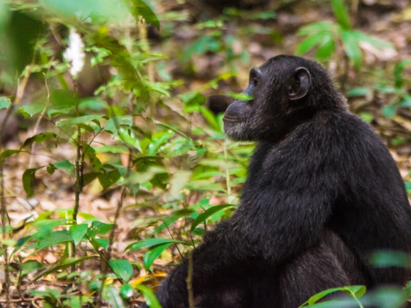 Chimpanzee Tour
