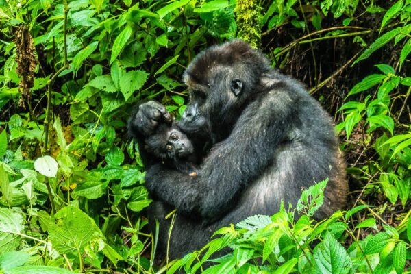 Gorilla Trekking in Nkuringo Sector of Bwindi Impenetrable Forest