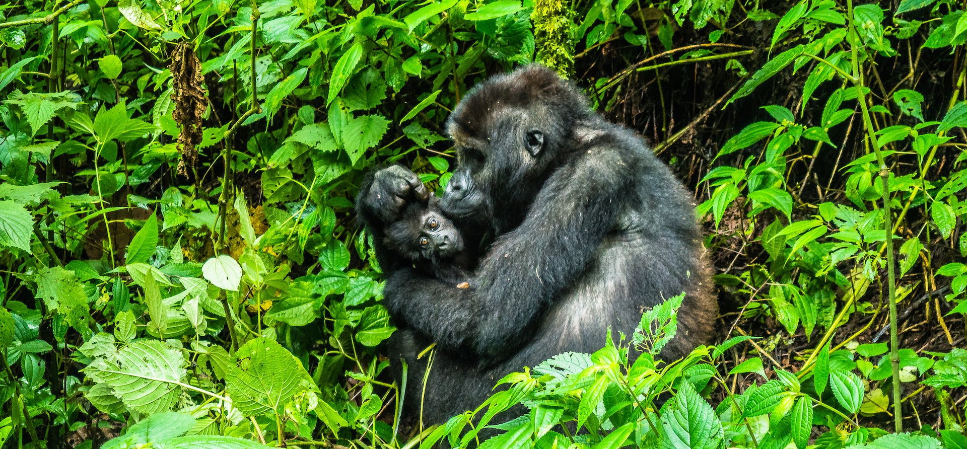 Gorilla Trekking in Nkuringo Sector of Bwindi Impenetrable Forest