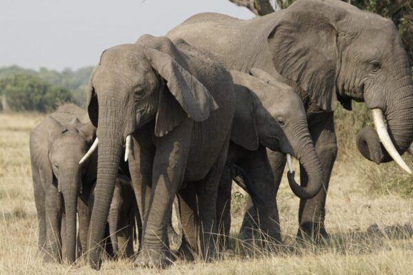 6-Day Private Kenya Big Five Safari