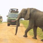 15-Day Uganda Game Drives Safari
