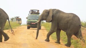 15-Day Uganda Game Drives Safari