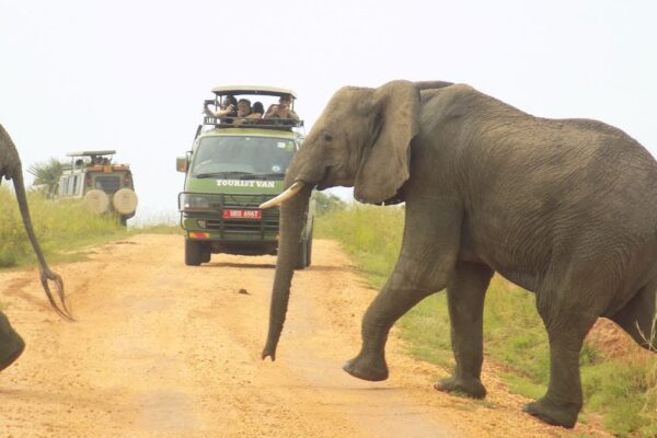 15-Day Uganda Game Drives Safari