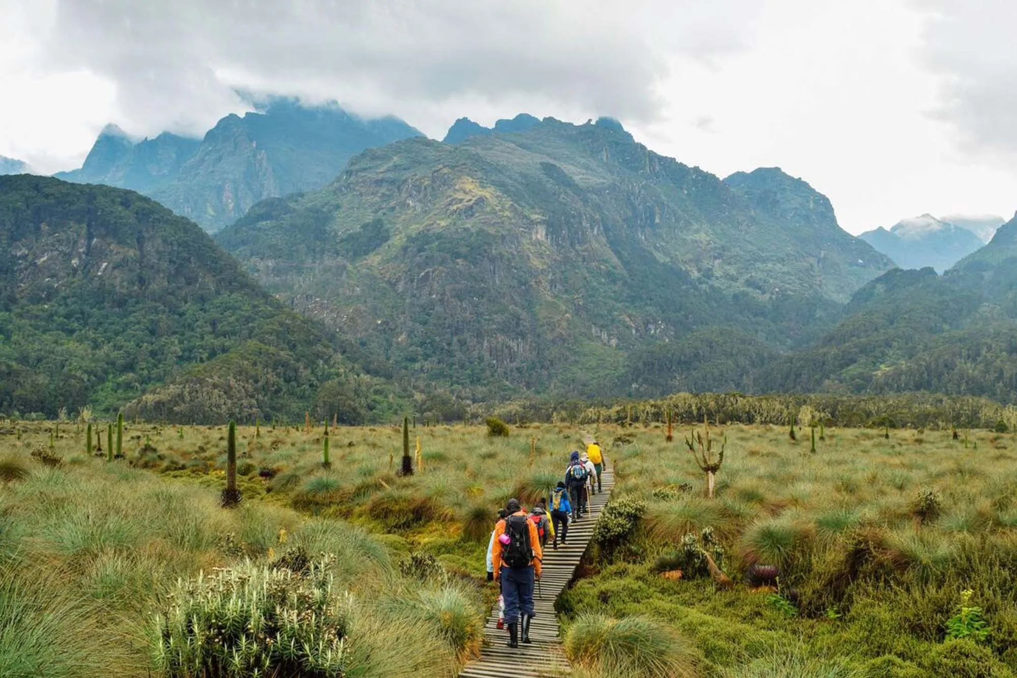 Mt Rwenzori National Park