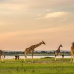 Long Uganda Safaris