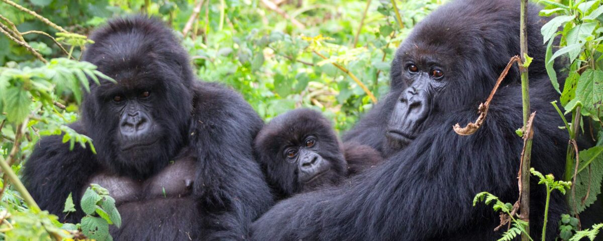 Bwindi Impenetrable National Park