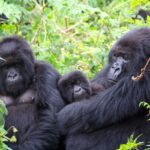 Bwindi Impenetrable National Park
