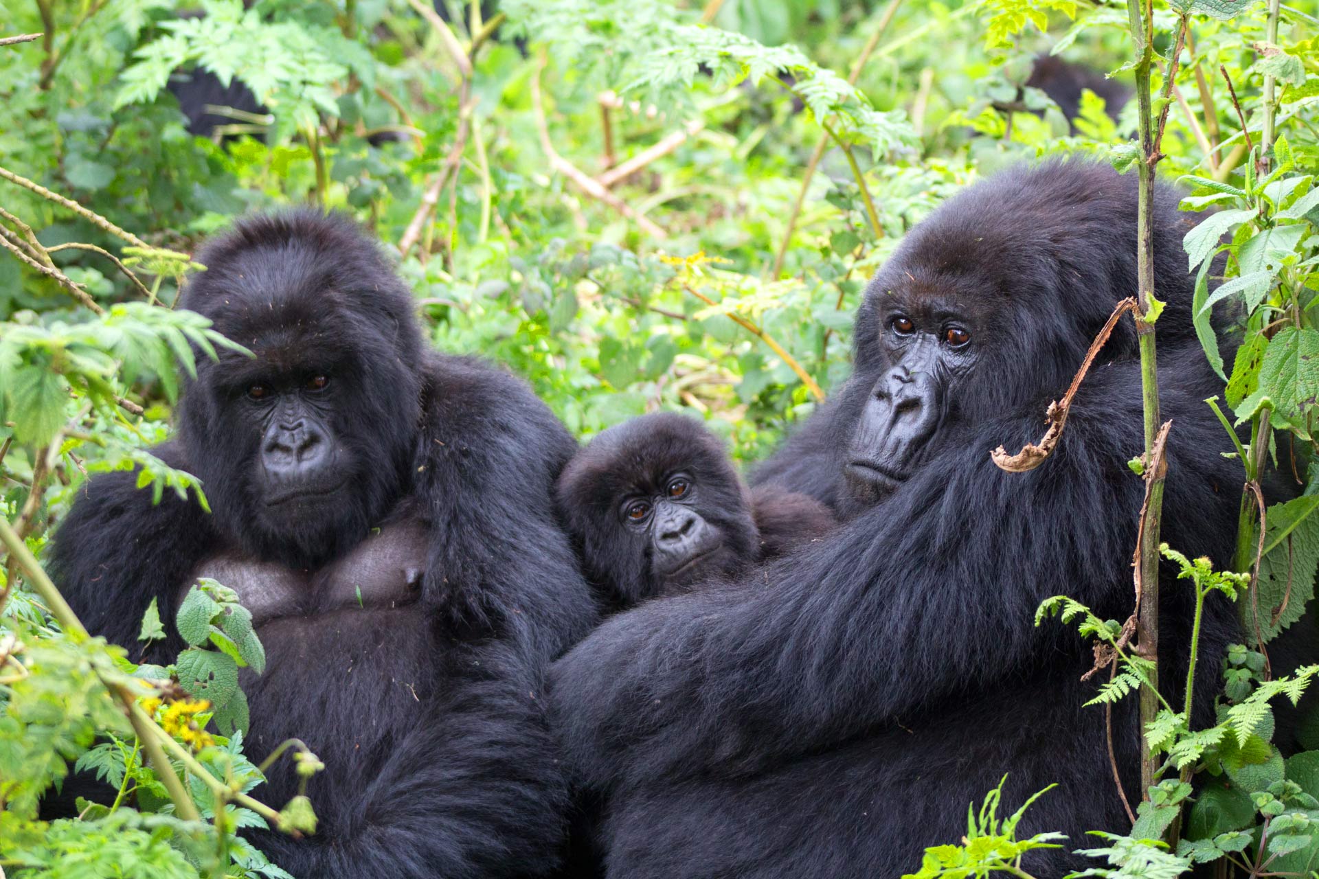 Bwindi Impenetrable National Park