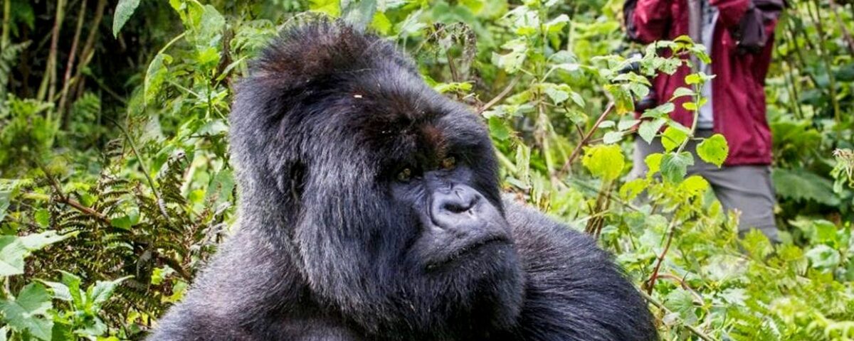 6 Days Uganda Primates Habituation Safari