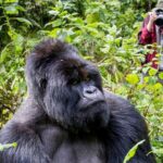 6 Days Uganda Primates Habituation Safari