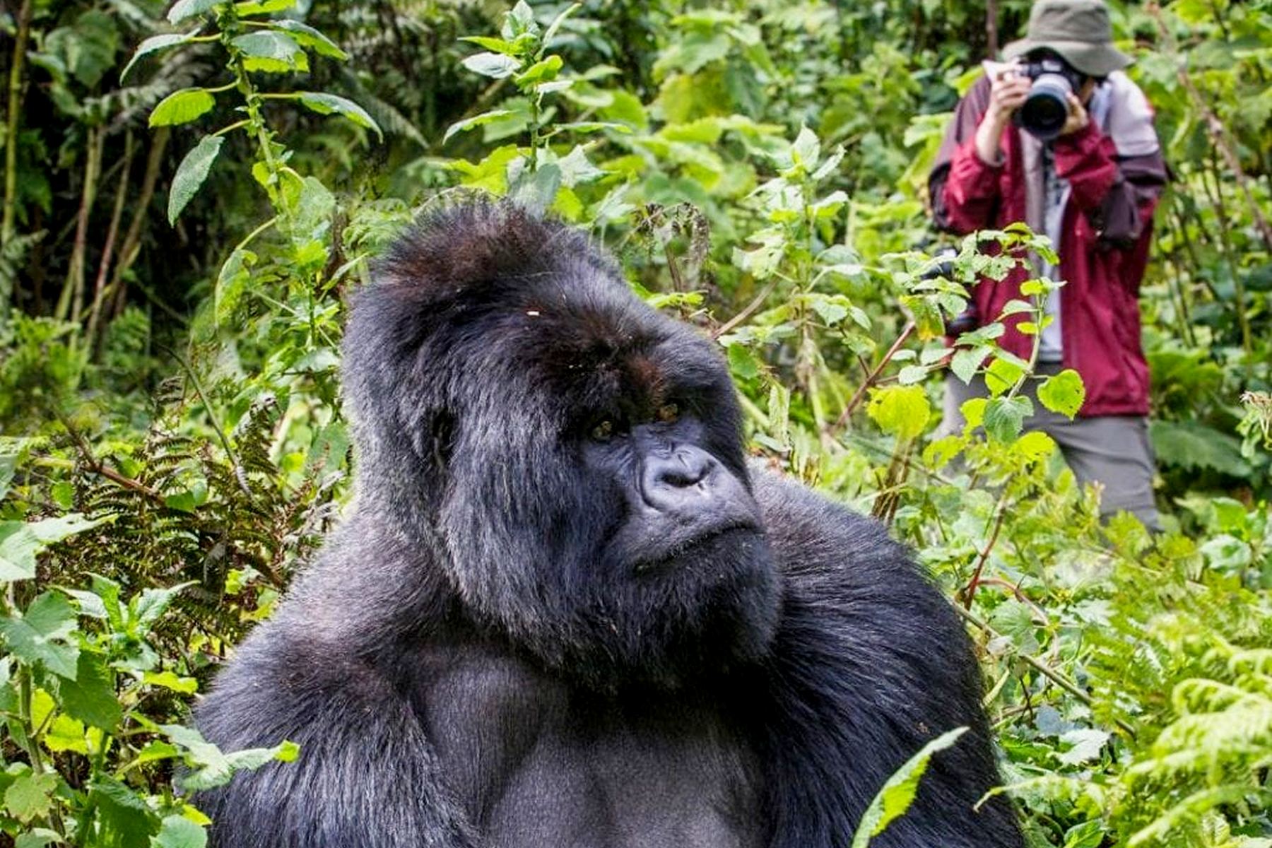 Mgahinga National Park Safari Experience