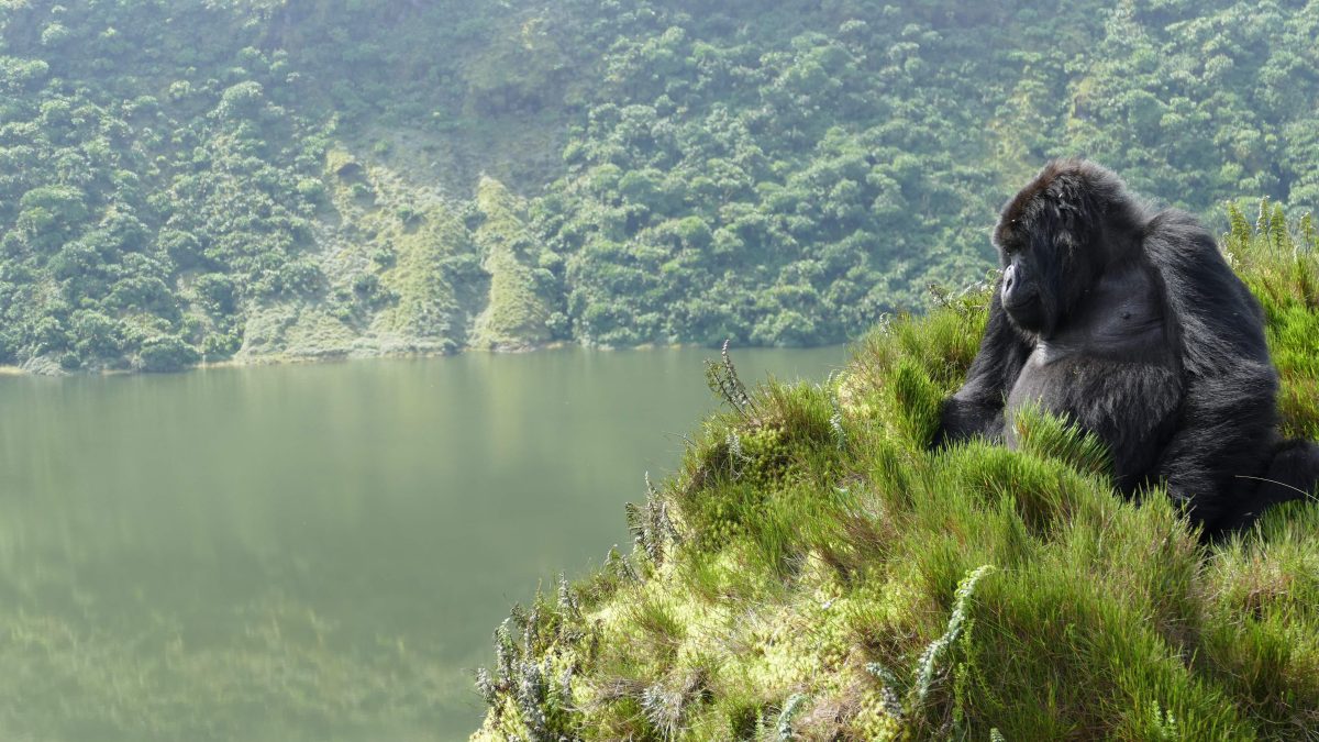 Short Rwanda Tours