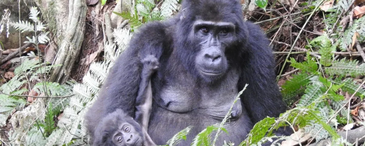 Travel Tips for Uganda Gorilla Safari