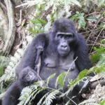 Travel Tips for Uganda Gorilla Safari