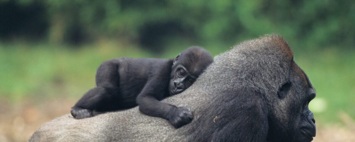 Rwanda National Parks