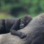 Rwanda National Parks