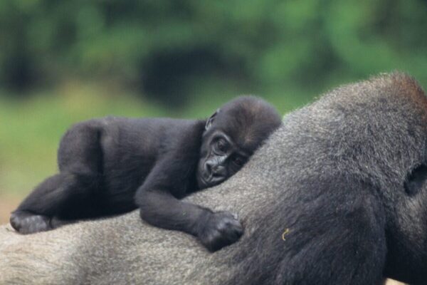 Rwanda National Parks