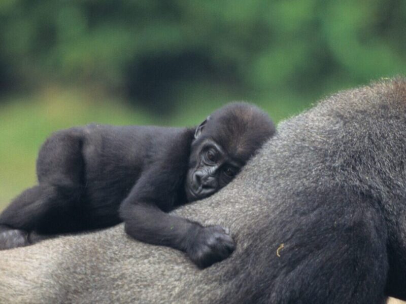 Rwanda National Parks