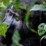 Bwindi Impenetrable National Park