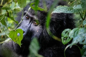 Bwindi Impenetrable National Park