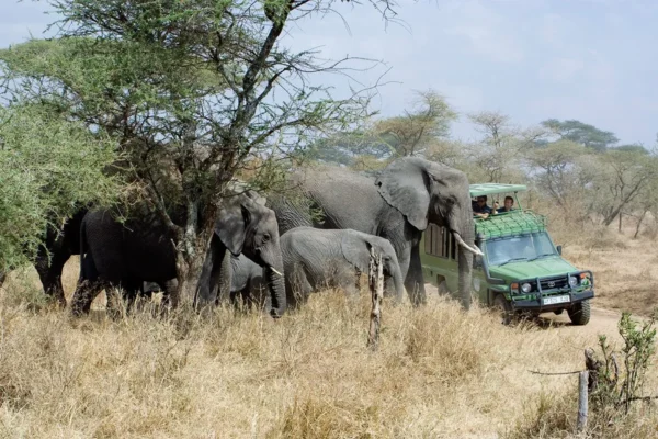 12-Day Uganda Big Five Safari