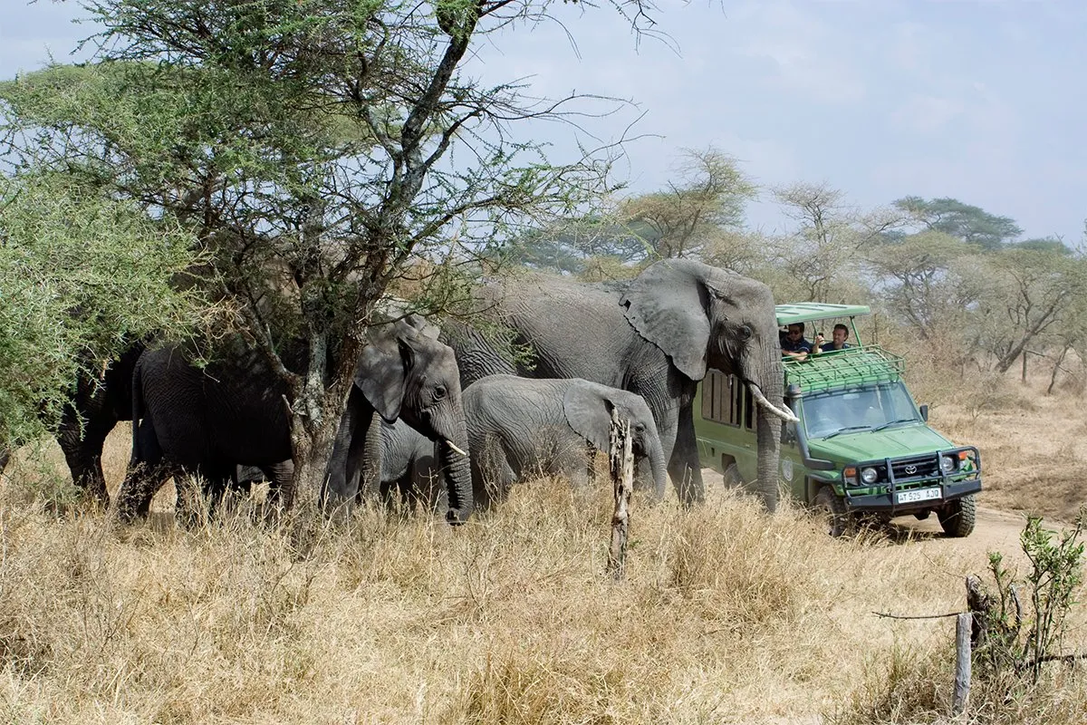 Morning game drive 