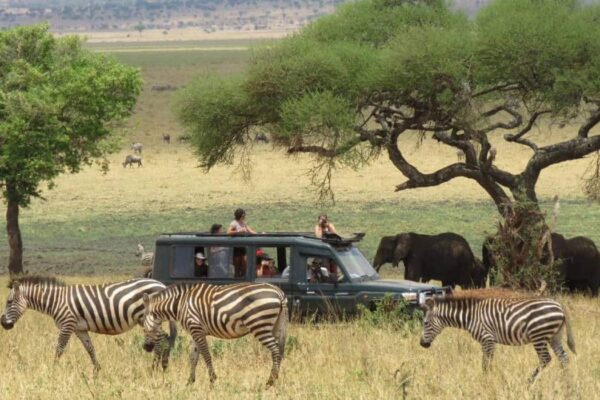 Tanzania Wildlife Wonders Experience Tour