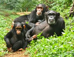 Chimpanzee Trekking in Uganda