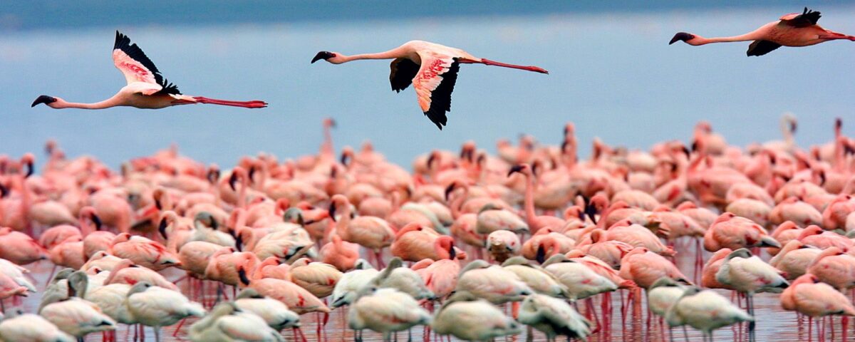 Birds on Lake Nakuru National Park