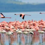 Birds on Lake Nakuru National Park