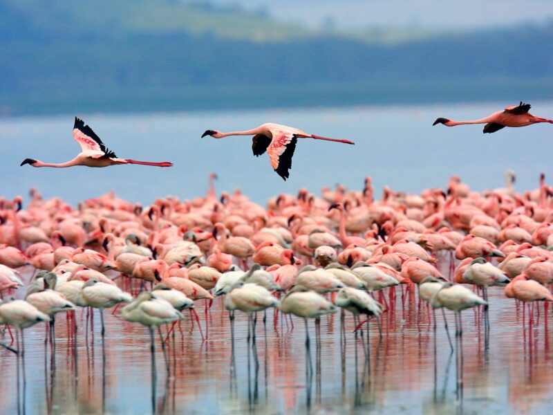 Birds on Lake Nakuru National Park  