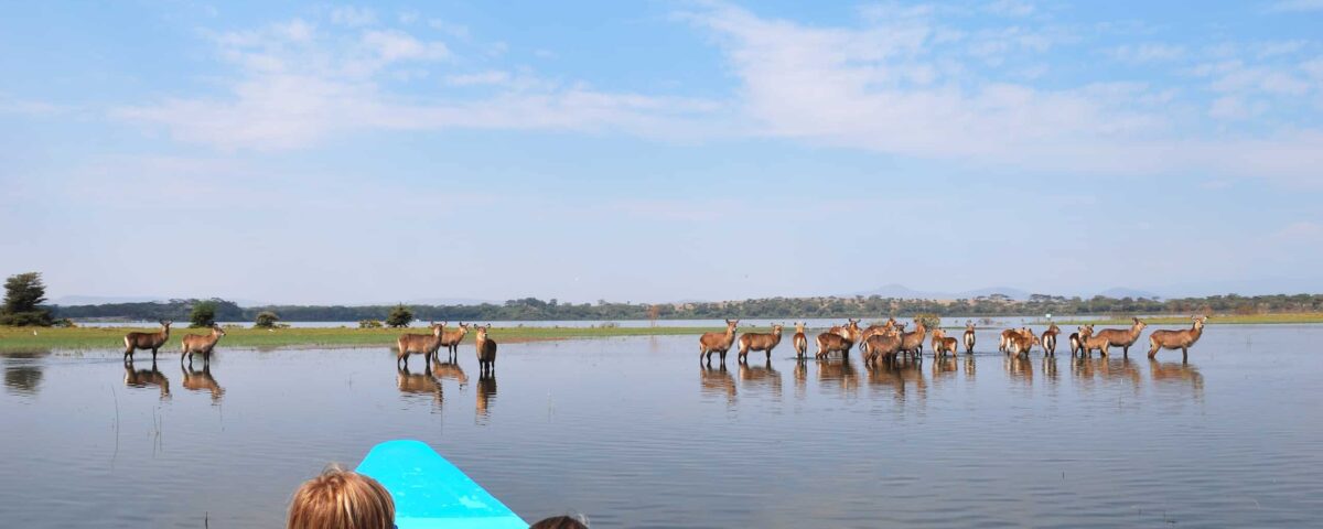 Safari Experience in Queen Elizabeth National Park