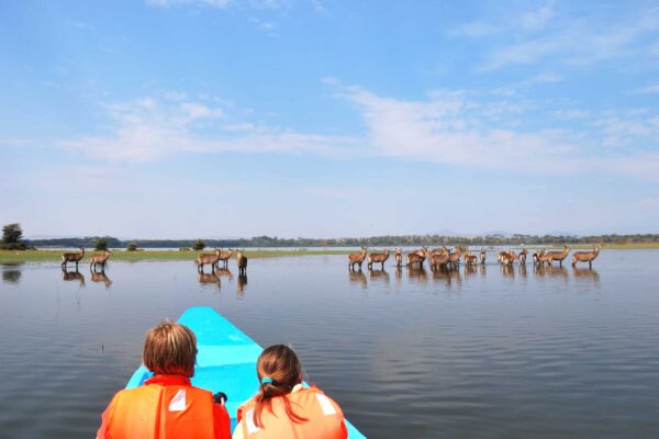 Safari Experience in Queen Elizabeth National Park