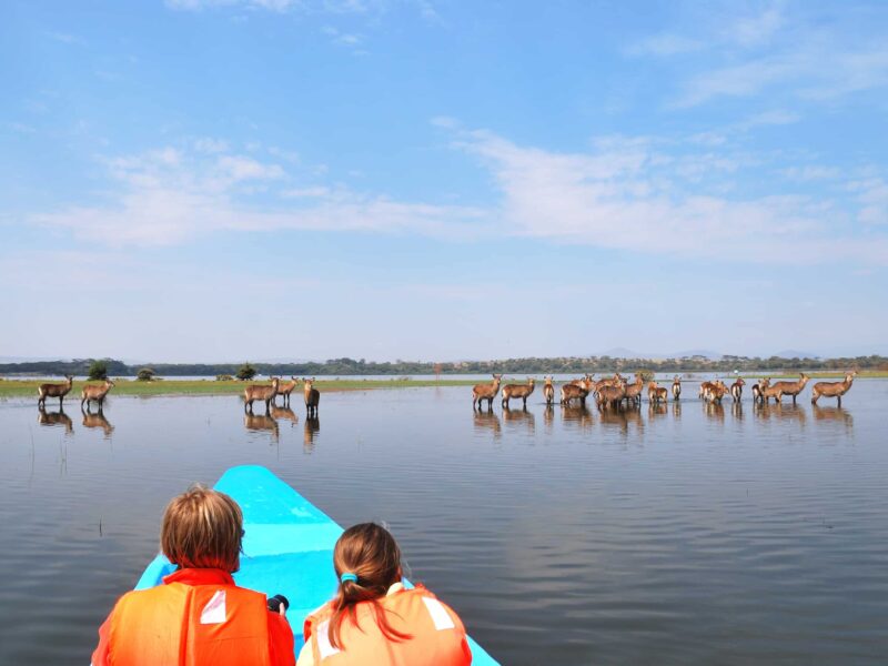 Safari Experience in Queen Elizabeth National Park