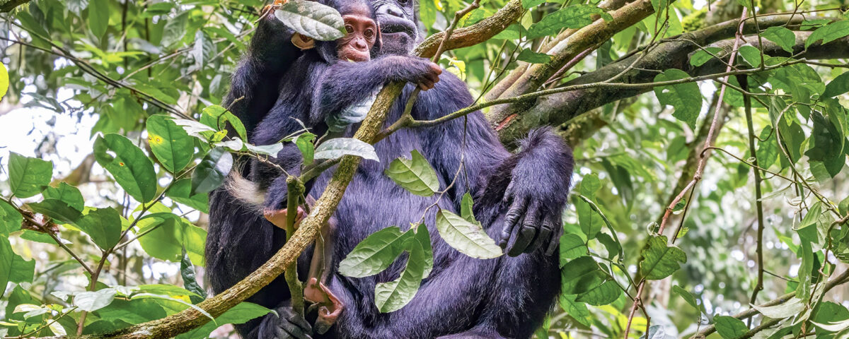 Chimpanzee Trekking in Uganda