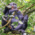 Chimpanzee Trekking in Uganda