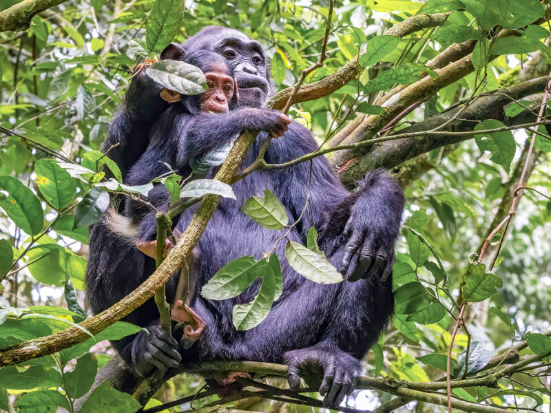 Chimpanzee Trekking in Uganda