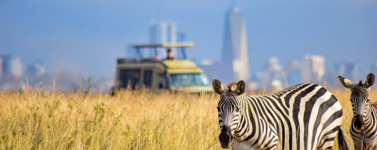 Luxury vs Budget Safaris