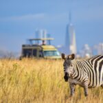 Luxury vs Budget Safaris