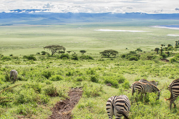 Ngorongoro Conservation Crater