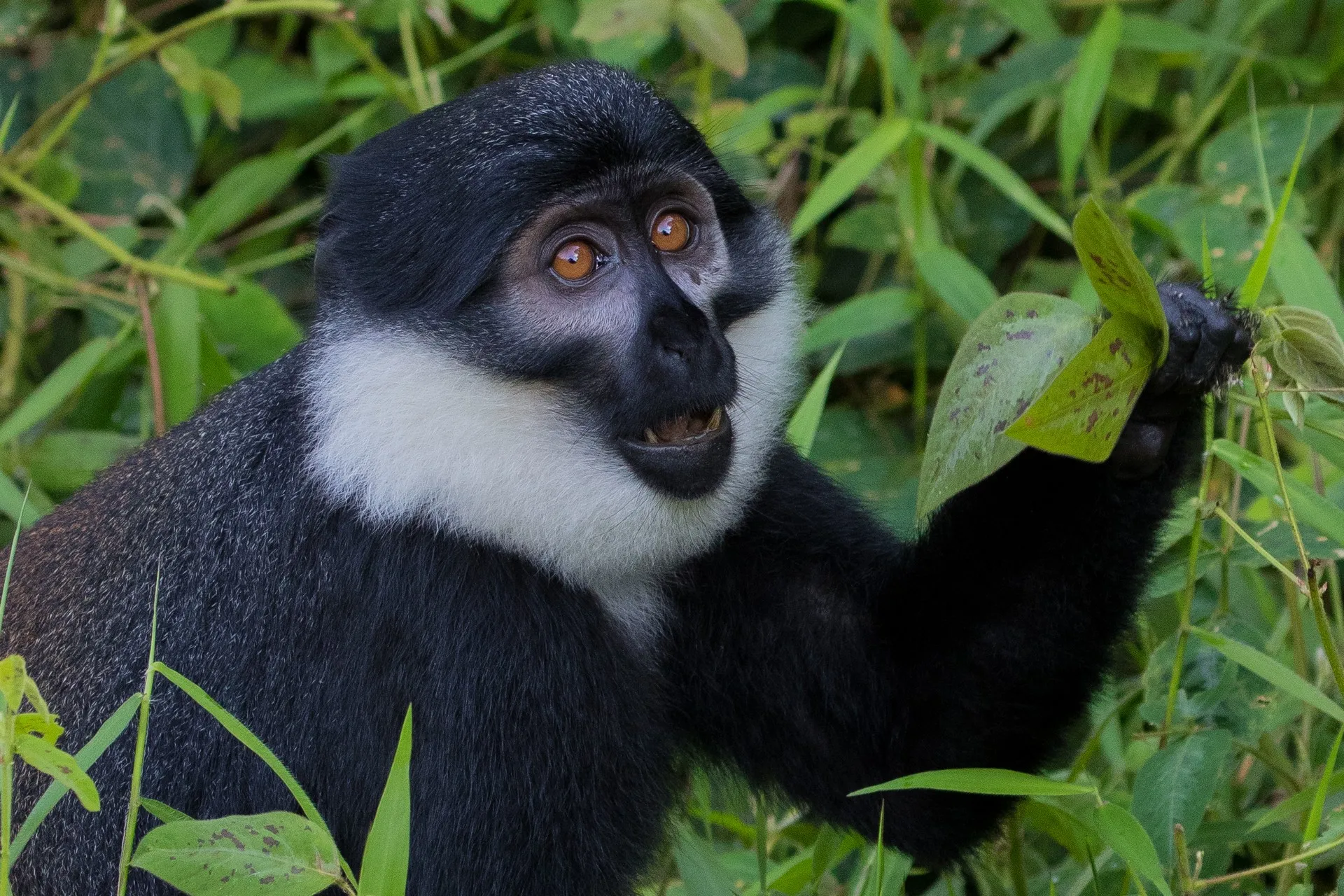 Nyungwe forest national park
