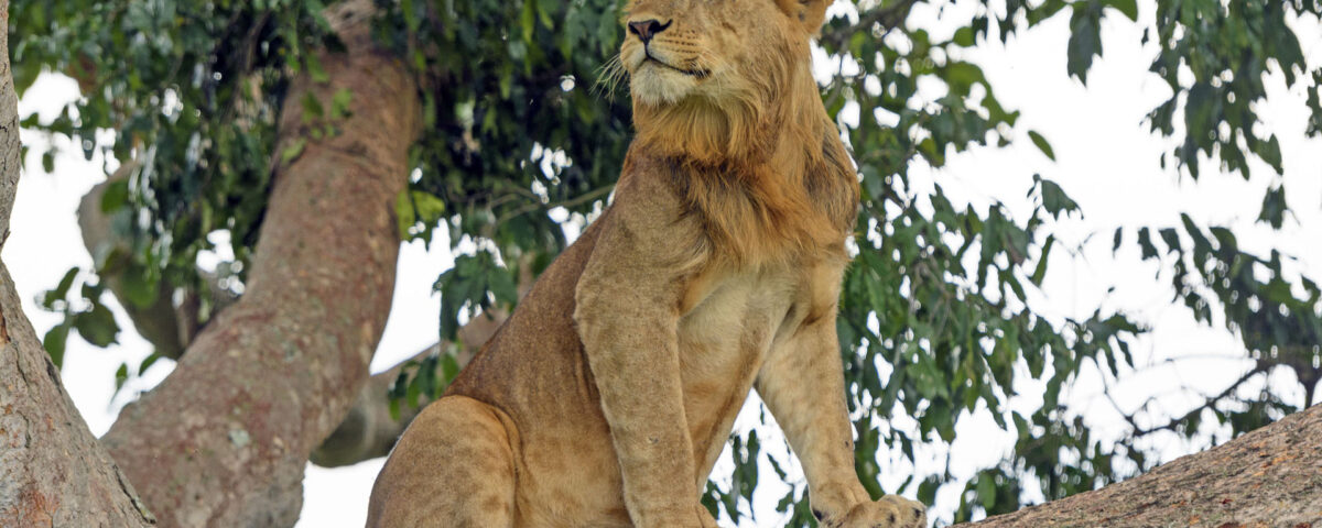 Queen Elizabeth National Park