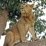 Queen Elizabeth National Park